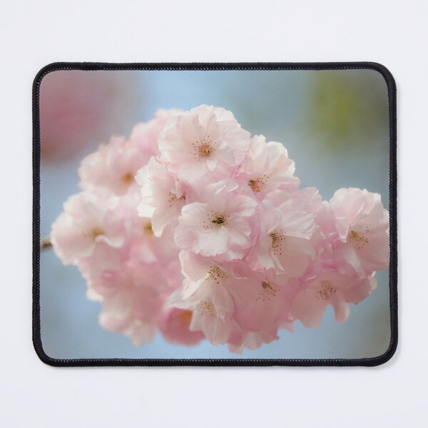 Item preview, Digital photograph sunliit Cherry Blossom Cotswolds Gloucestershire designed and sold by SimonJohnson1.
