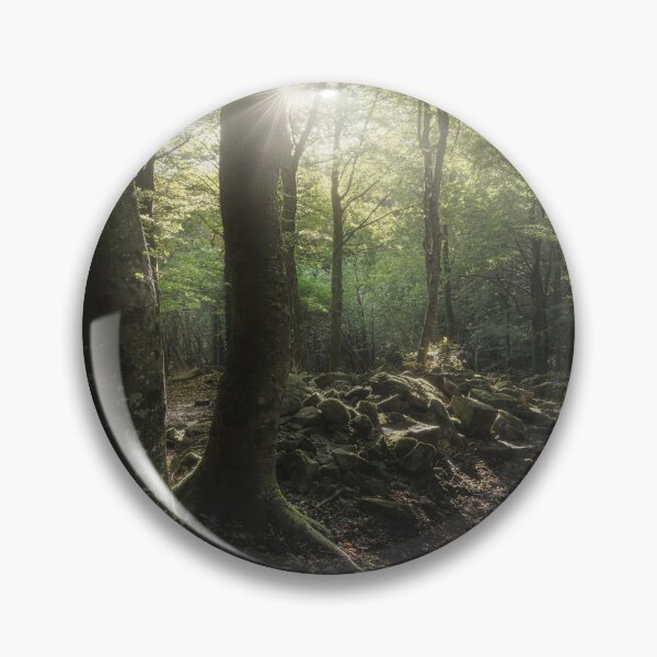 Item preview, Three trees in the forest, Apennines, Italy designed and sold by Stefano Orazzini.