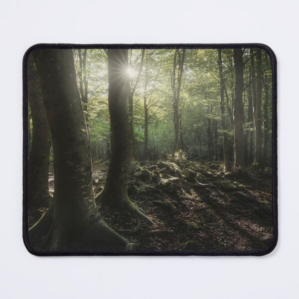 Item preview, Three trees in the forest, Apennines, Italy designed and sold by Stefano Orazzini.