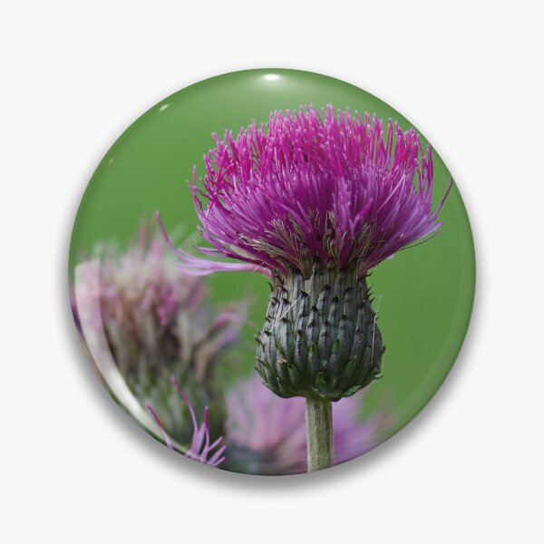 Item preview, Not too melancholy. Melancholy thistle designed and sold by Jouko Lehto Photography.