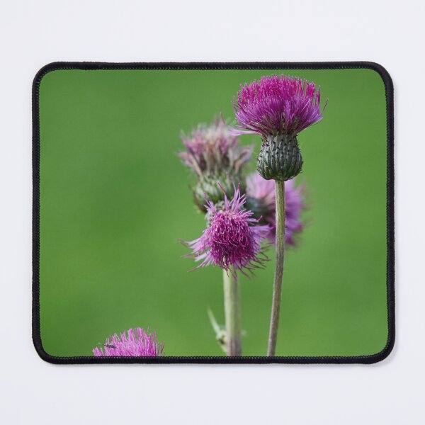 Item preview, Not too melancholy. Melancholy thistle designed and sold by Jouko Lehto Photography.