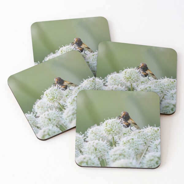 Item preview, Playing the balls. Pellucid fly on wild angelica designed and sold by Jouko Lehto Photography.