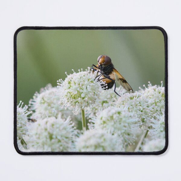 Item preview, Playing the balls. Pellucid fly on wild angelica designed and sold by Jouko Lehto Photography.