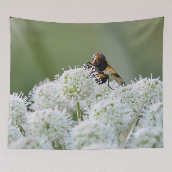 Item preview, Playing the balls. Pellucid fly on wild angelica designed and sold by Jouko Lehto Photography.