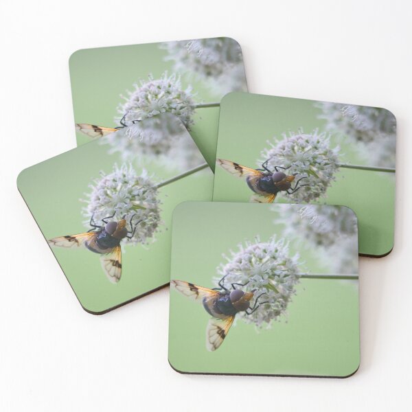 Item preview, Minimalist. Pellucid fly on wild angelica designed and sold by Jouko Lehto Photography.