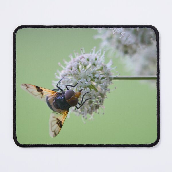 Item preview, Minimalist. Pellucid fly on wild angelica designed and sold by Jouko Lehto Photography.