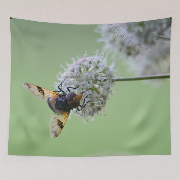 Item preview, Minimalist. Pellucid fly on wild angelica designed and sold by Jouko Lehto Photography.