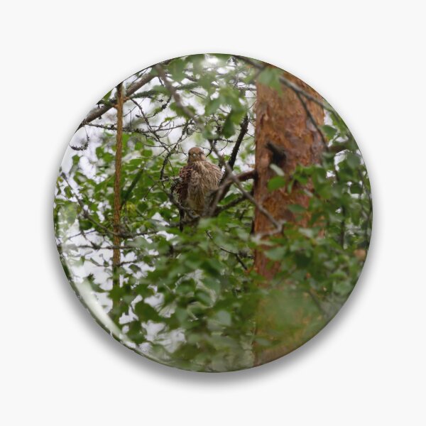 Item preview, The young one. Common kestrel designed and sold by Jouko Lehto Photography.
