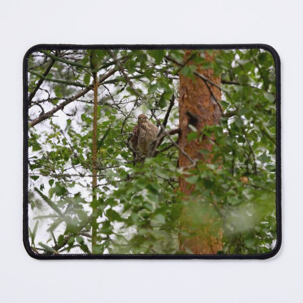 Item preview, The young one. Common kestrel designed and sold by Jouko Lehto Photography.