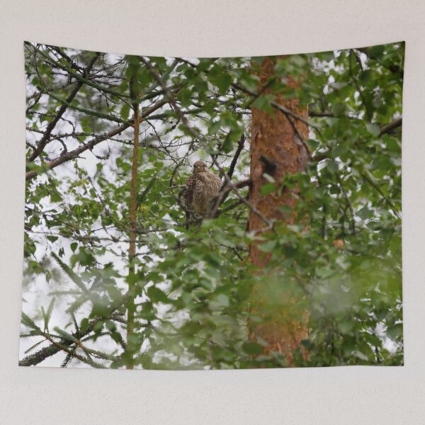 Item preview, The young one. Common kestrel designed and sold by Jouko Lehto Photography.