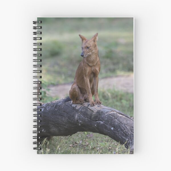 Item preview, Dhole designed and sold by Puttaswamy Ravishankar.