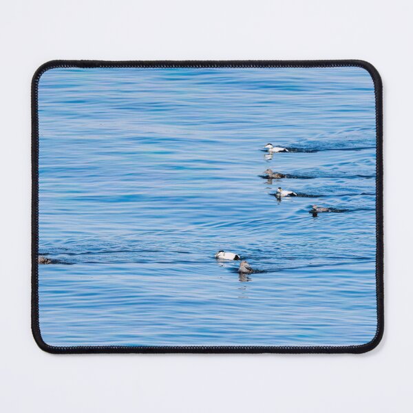 Item preview, Common eider couples designed and sold by ansaharju.