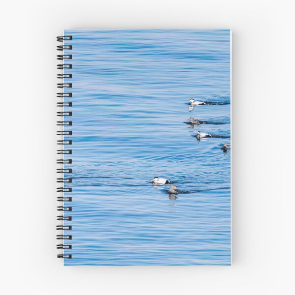 Item preview, Common eider couples designed and sold by ansaharju.