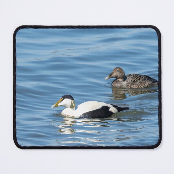 Item preview, Common eider couple designed and sold by ansaharju.