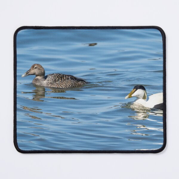 Item preview, Common eider couple designed and sold by ansaharju.