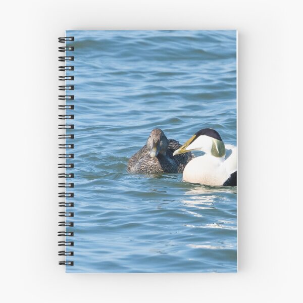 Item preview, Common eider couple designed and sold by ansaharju.