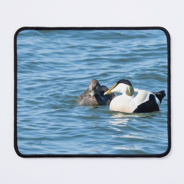 Item preview, Common eider couple designed and sold by ansaharju.