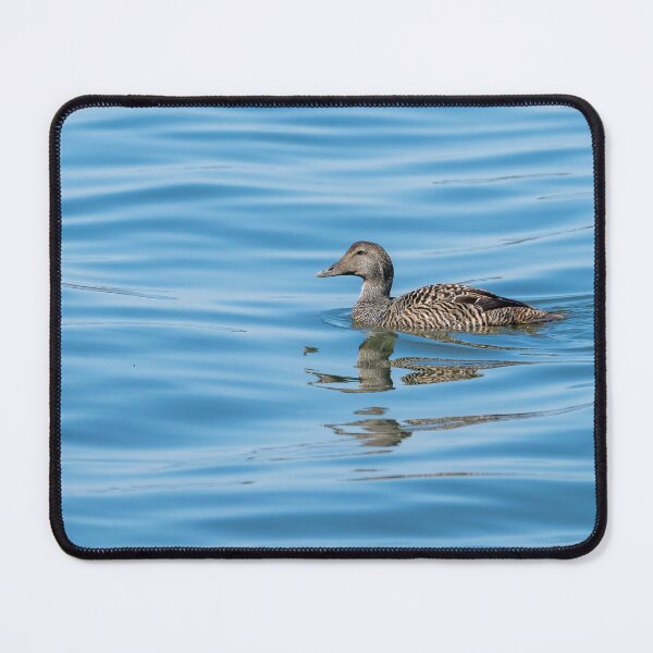 Item preview, Common eider female designed and sold by ansaharju.