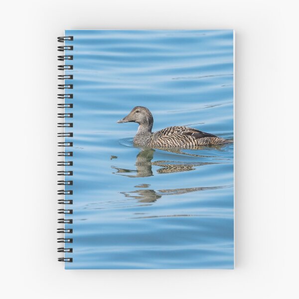 Item preview, Common eider female designed and sold by ansaharju.