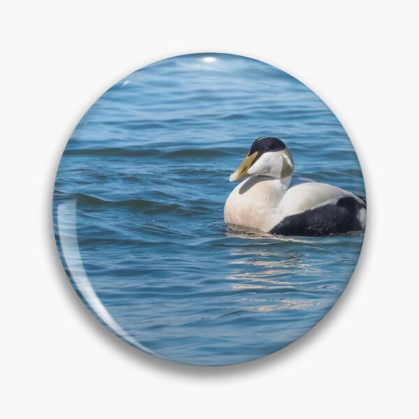 Item preview, Common eider male designed and sold by ansaharju.