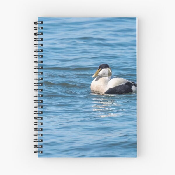 Item preview, Common eider male designed and sold by ansaharju.