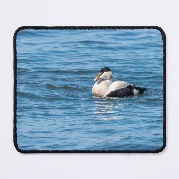 Item preview, Common eider male designed and sold by ansaharju.