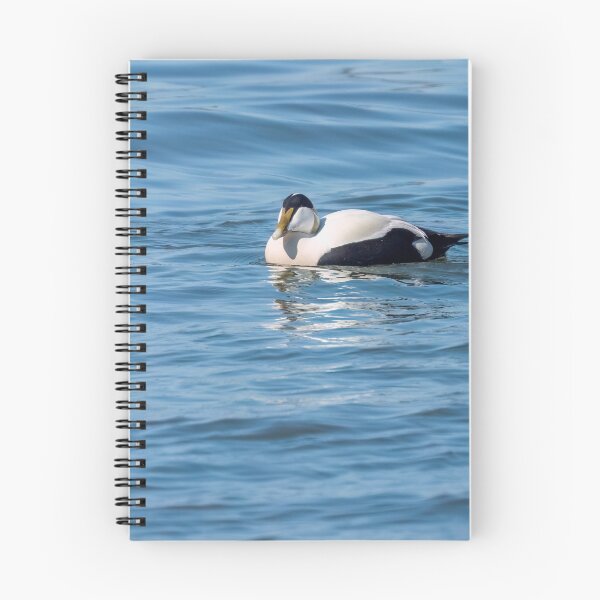 Item preview, Common eider male designed and sold by ansaharju.