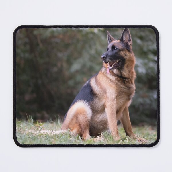 Item preview, Beautiful German Shepherd in the park designed and sold by claudiacontena.