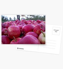 Postales Bin full of Gala apples