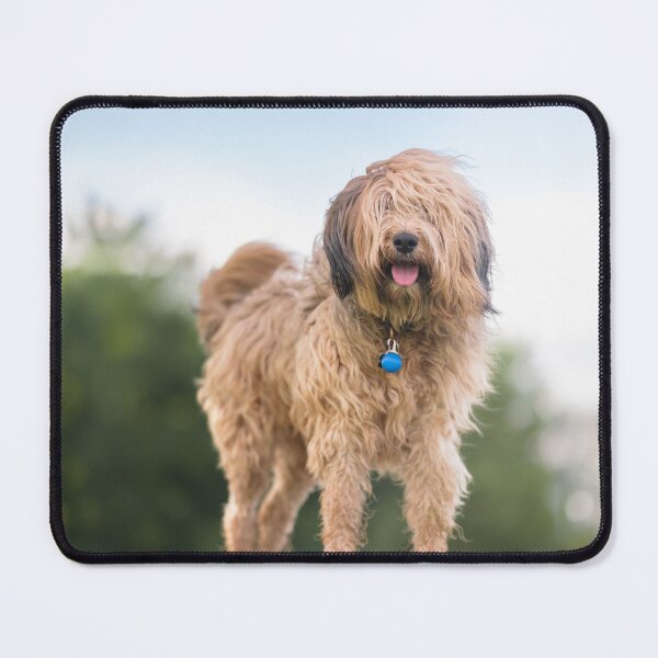 Item preview, Pablo the cute and fluffy golden dog designed and sold by claudiacontena.