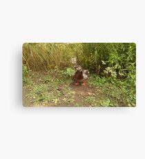 Quack Quack Canvas Print
