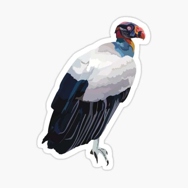 Item preview, K is for King Vulture, King Vulture Illustration – Colourful New World Scavenger Bird Art        4o designed and sold by PrettylittlepastelUk.