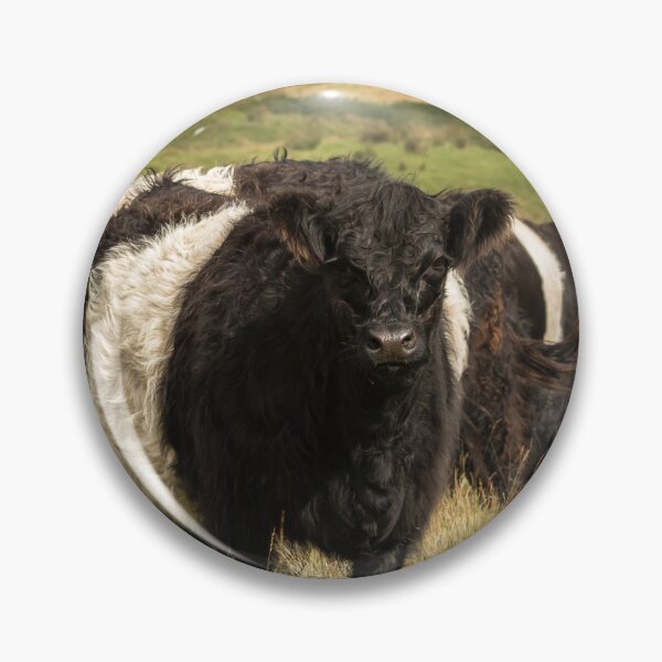 Item preview, Belted Galloway Cows designed and sold by Jane Stanley Photography.
