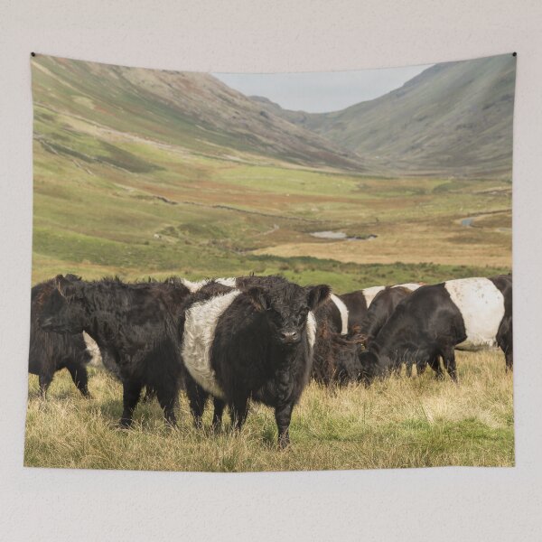 Item preview, Belted Galloway Cows designed and sold by Jane Stanley Photography.