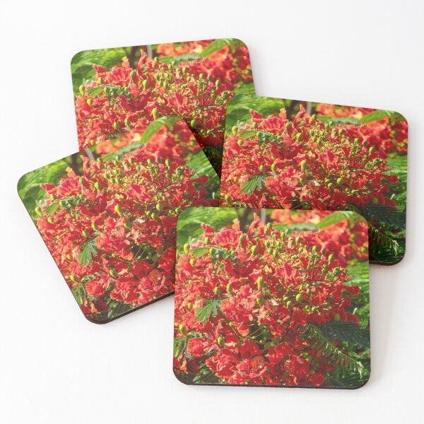 Item preview, Hawaiian Royal Poinciana Tree designed and sold by SafariByMarisa.