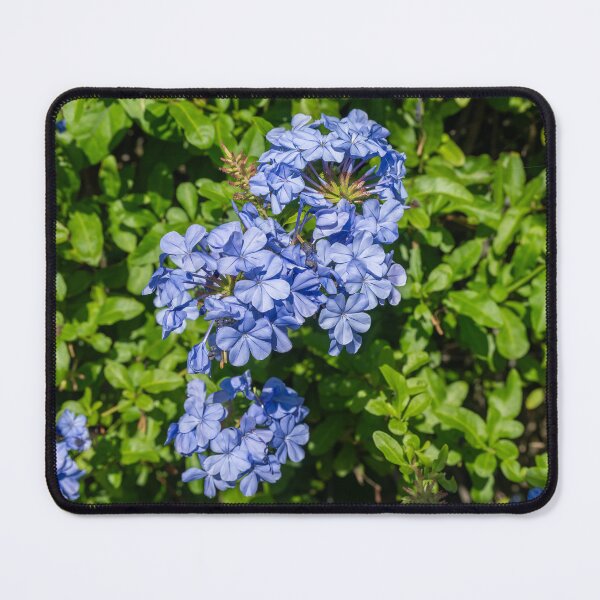 Item preview, Plumbago Blue Flower Tree designed and sold by SafariByMarisa.