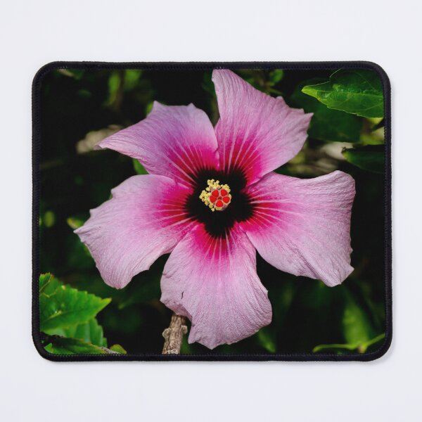 Item preview, Pink Hibiscus Flower in Bloom designed and sold by SafariByMarisa.