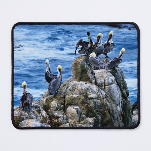 Item preview, lobos pelicans designed and sold by Coastwind Photography.