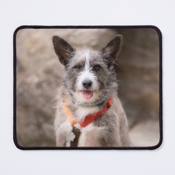 Item preview, Super cute puppy dog white and grey designed and sold by claudiacontena.