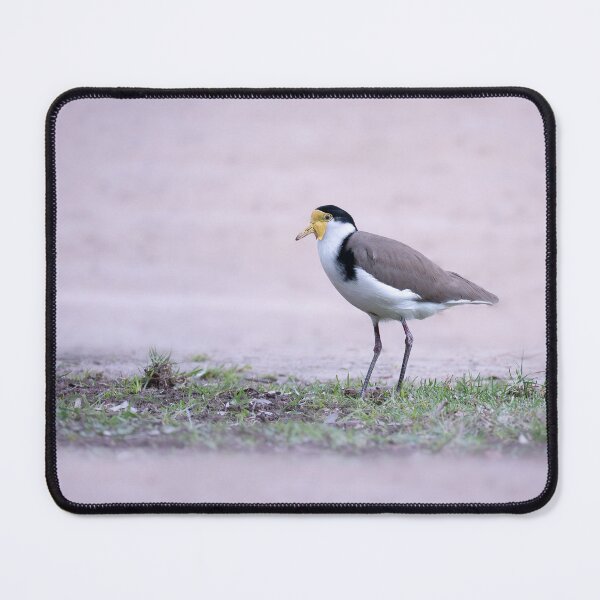 Item preview, Masked Lapwing designed and sold by TedmBinegas.