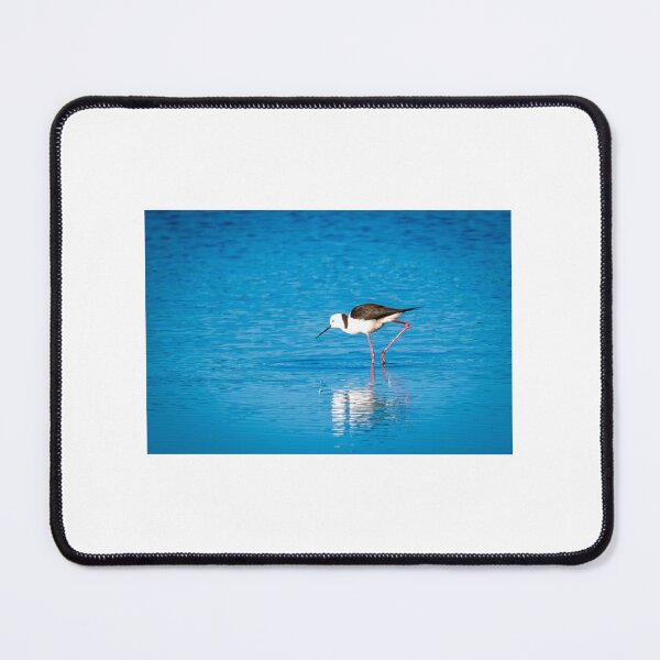 Item preview, Pied Stilt designed and sold by TedmBinegas.