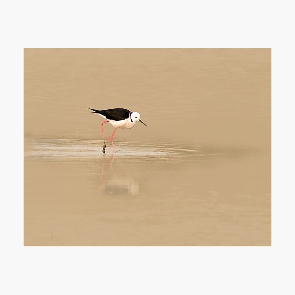 Item preview, Pied Stilt 1 designed and sold by TedmBinegas.