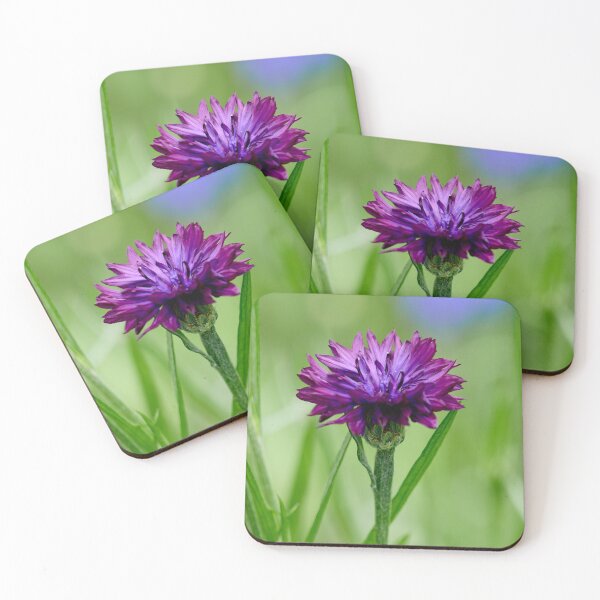Item preview, The purple Cornflower designed and sold by Jouko Lehto Photography.