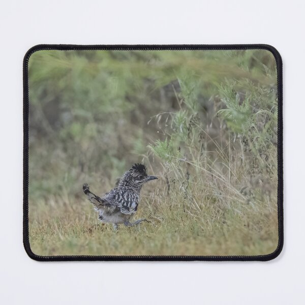 Item preview, Baby Greater roadrunner designed and sold by Puttaswamy Ravishankar.