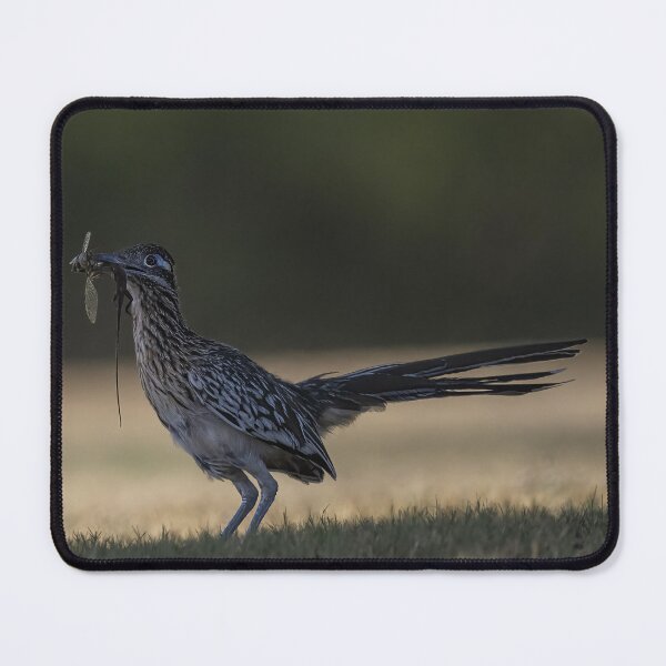 Item preview, Greater roadrunner with combo meal designed and sold by Puttaswamy Ravishankar.