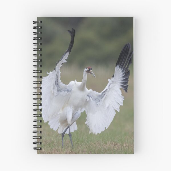 Item preview, Whooping crane in action designed and sold by Puttaswamy Ravishankar.