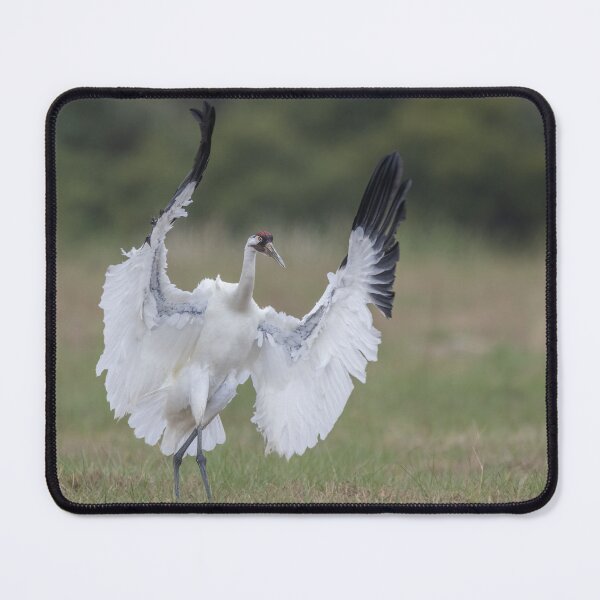 Item preview, Whooping crane in action designed and sold by Puttaswamy Ravishankar.