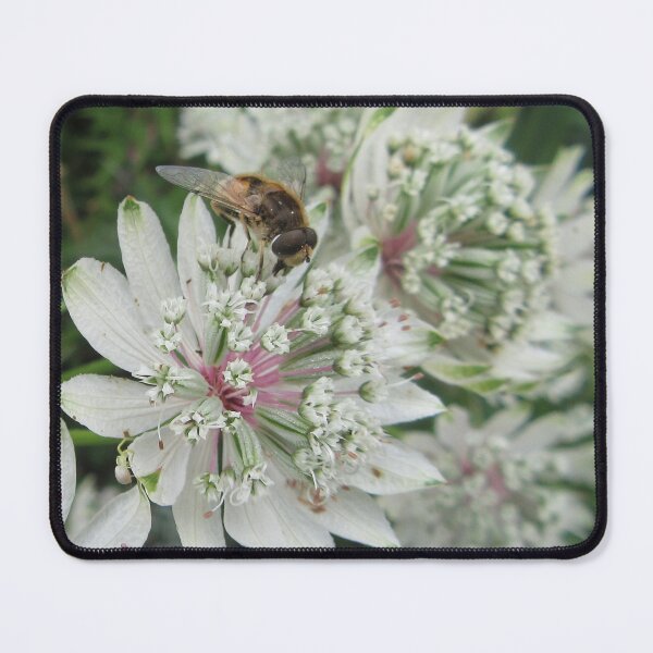 Item preview, Astrantia With Western Honey Bee designed and sold by lezvee.