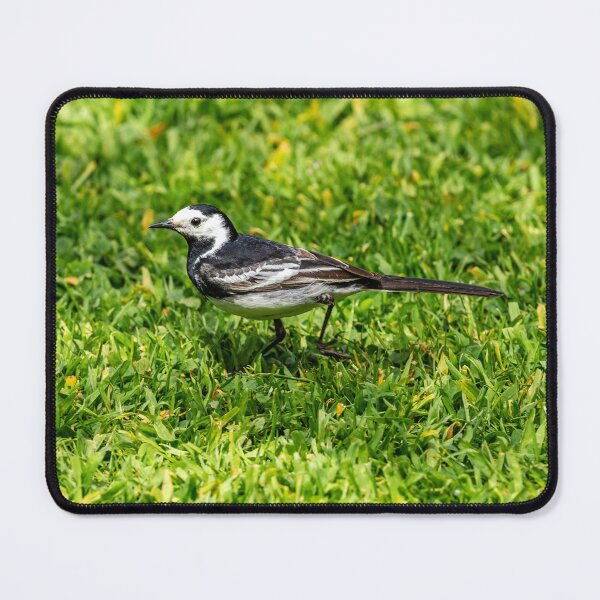 Item preview, Pied Wagtail chasing insects designed and sold by Dalyndigital Photography.