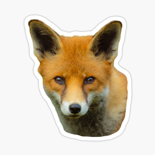 Item preview, European Fox Cub designed and sold by OwlOccasions.